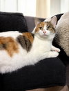 Simone - Photo 2