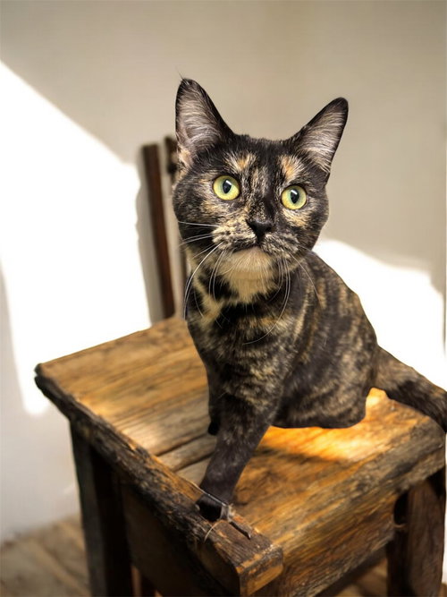 BRIDGET - Domestic Short Hair available for adoption