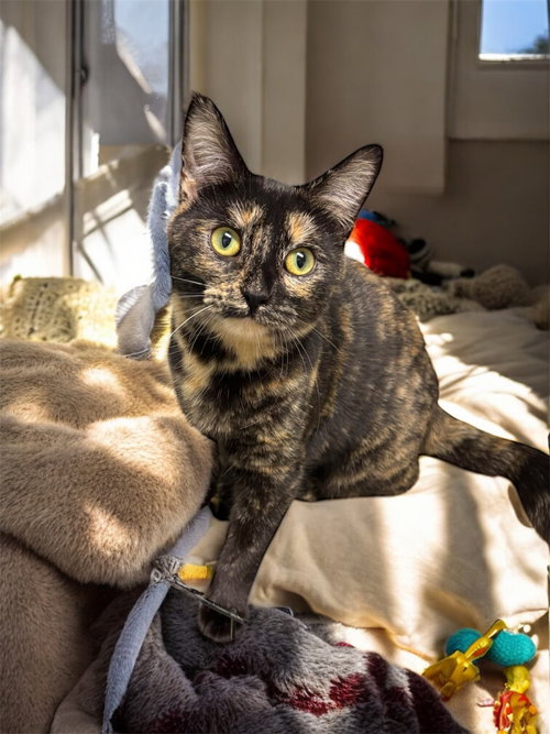 picture of the cat needing adoption