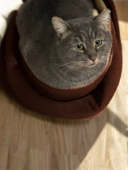 WHISPER - Domestic Short Hair available for adoption
