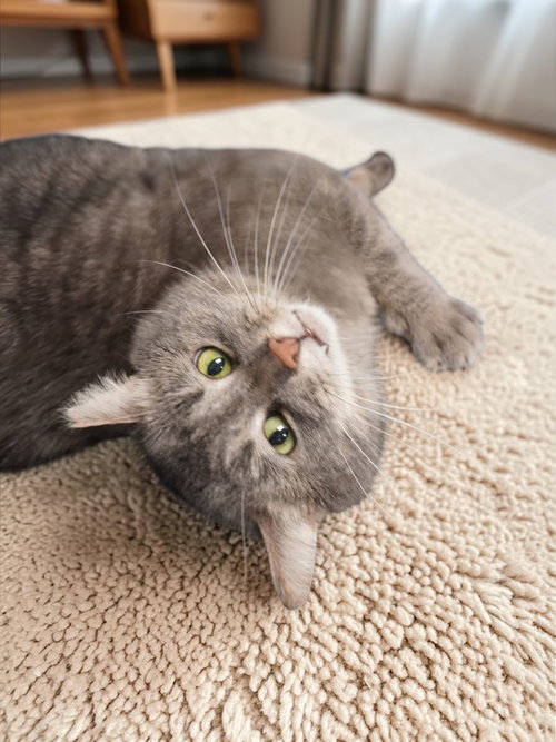 WHISPER - Domestic Short Hair available for adoption