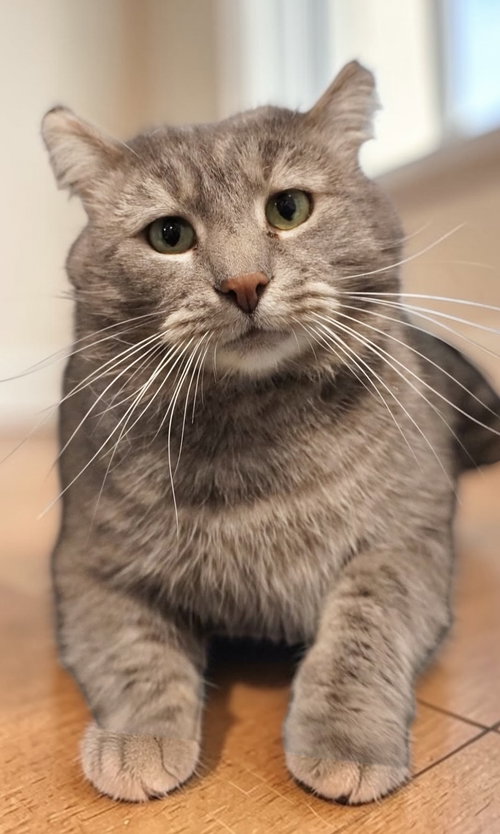 WHISPER - Domestic Short Hair available for adoption