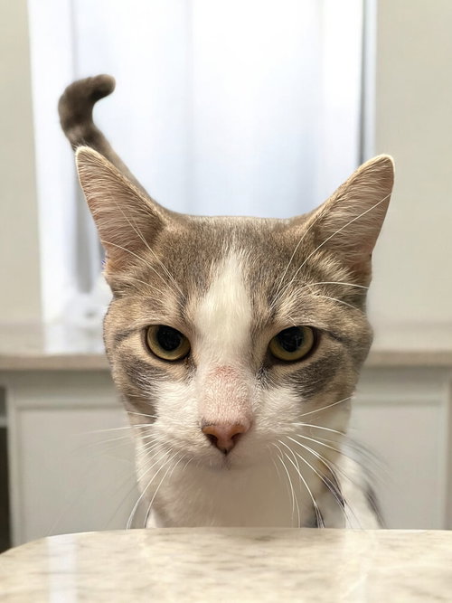 JAX - Domestic Short Hair available for adoption