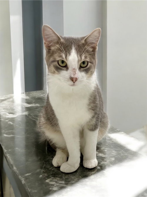 JAX - Domestic Short Hair available for adoption