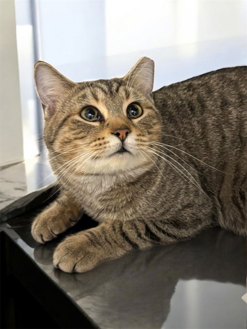 THEO - Domestic Short Hair available for adoption