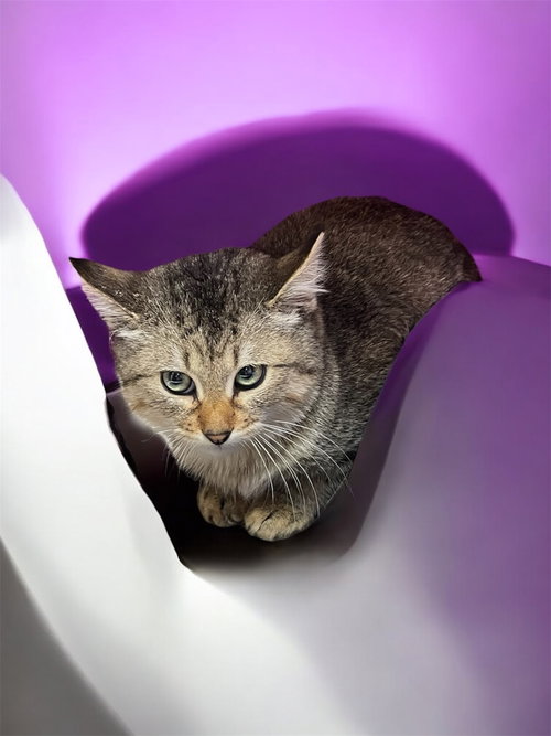 VIVA - Domestic Short Hair available for adoption