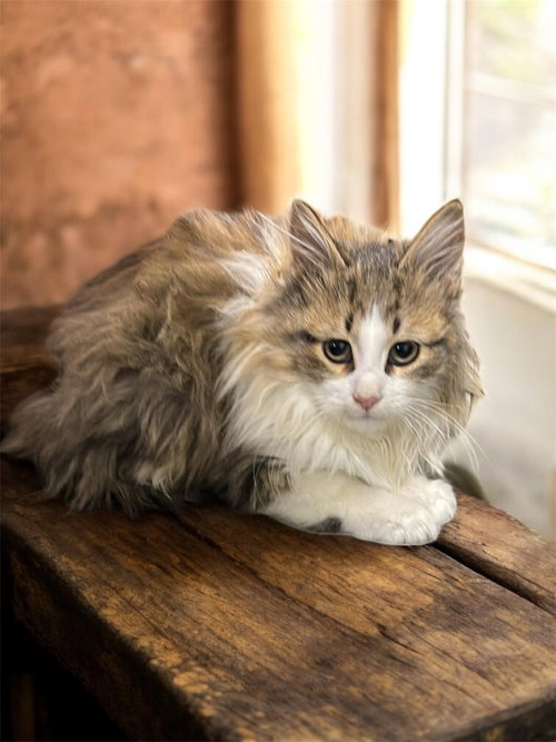 picture of the cat needing adoption