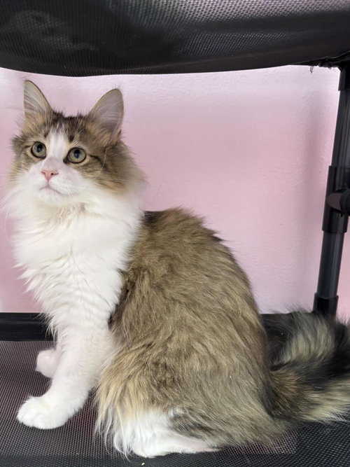 CHEDDAR BAY - Domestic Long Hair available for adoption