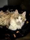 Custard - Photo 4