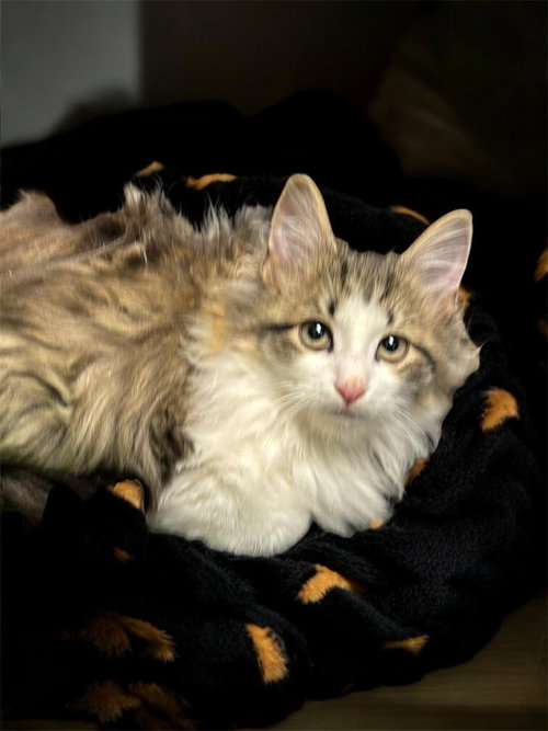 picture of the cat needing adoption