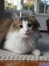 Custard - Photo 3