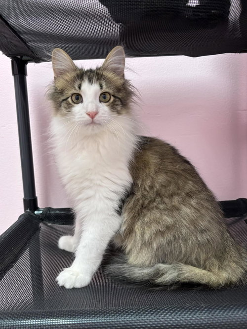 picture of the cat needing adoption