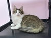 Custard - Photo 2