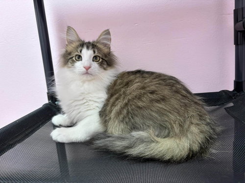 CUSTARD - Domestic Long Hair available for adoption