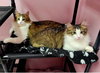Custard - Photo 2