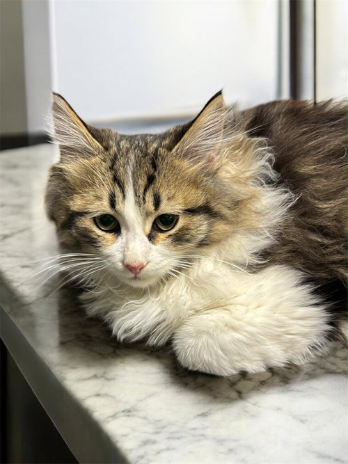 picture of the cat needing adoption