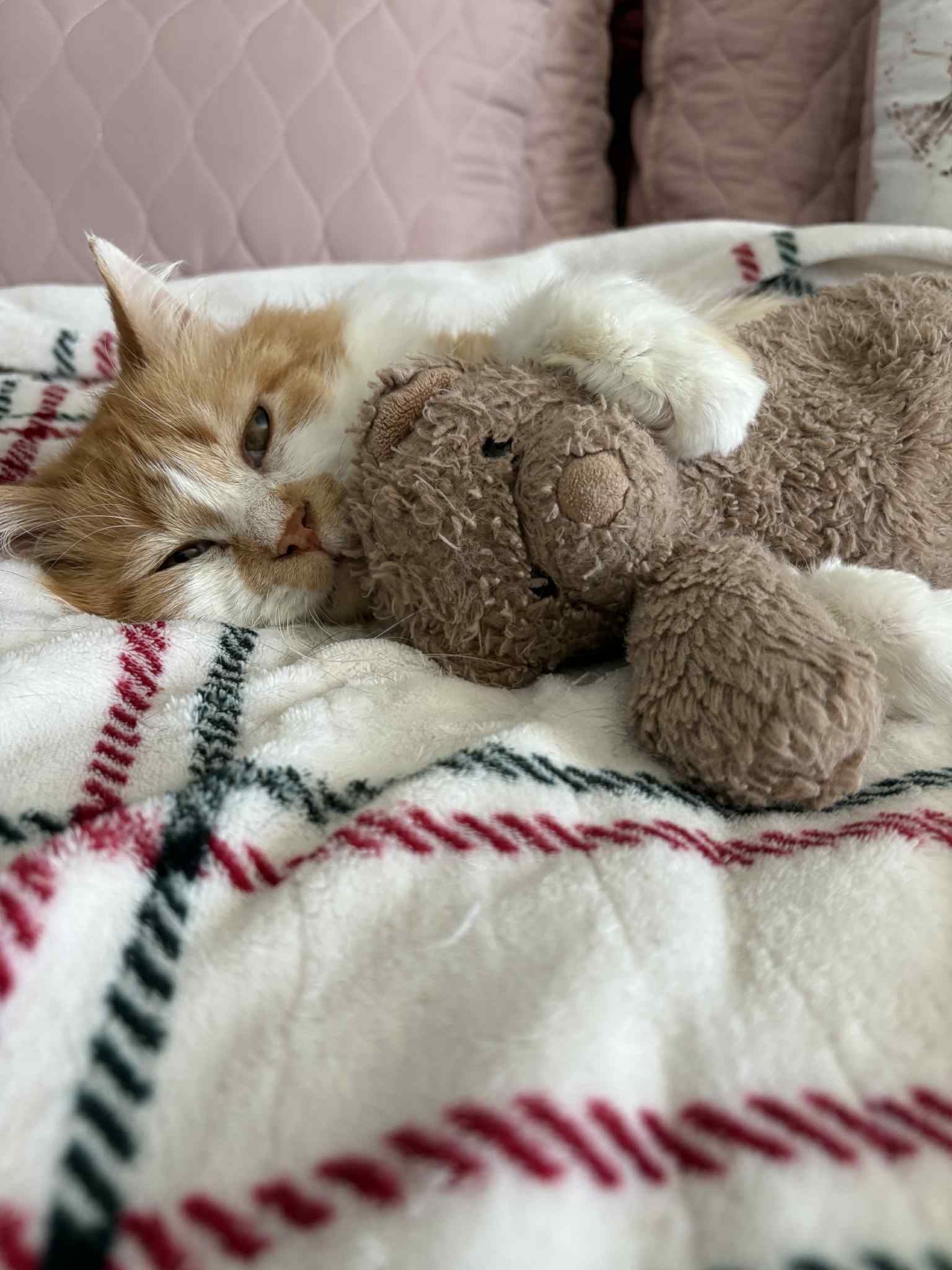 Fergus Image