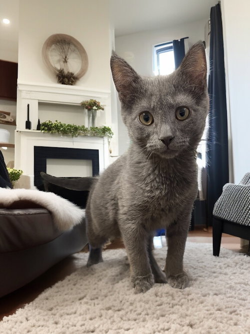 RILEY - Domestic Short Hair available for adoption