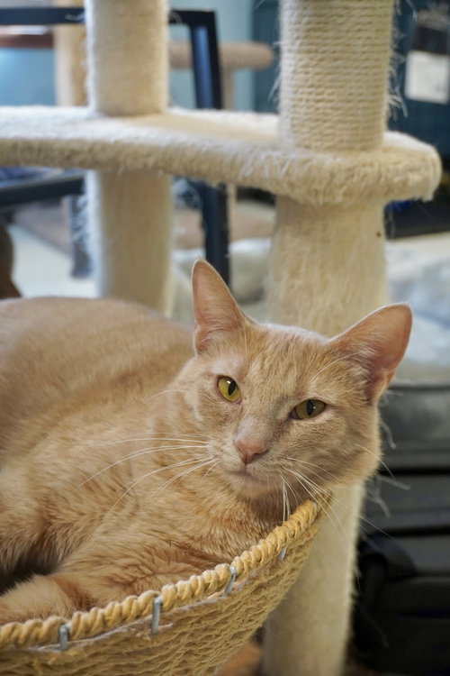 picture of the cat needing adoption