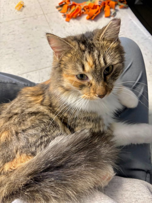 picture of the cat needing adoption