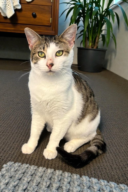 picture of the cat needing adoption