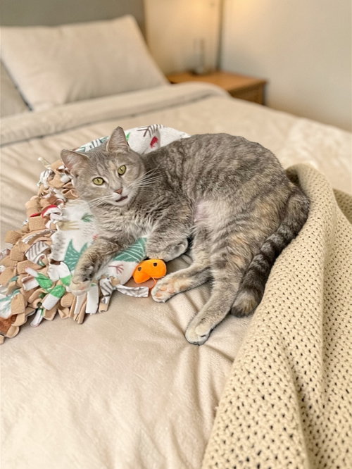 picture of the cat needing adoption