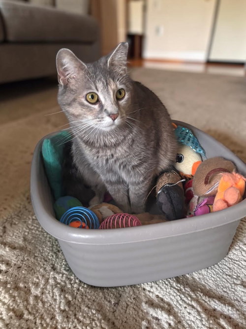 Moonbeam, an adoptable Domestic Short Hair in Champaign, IL