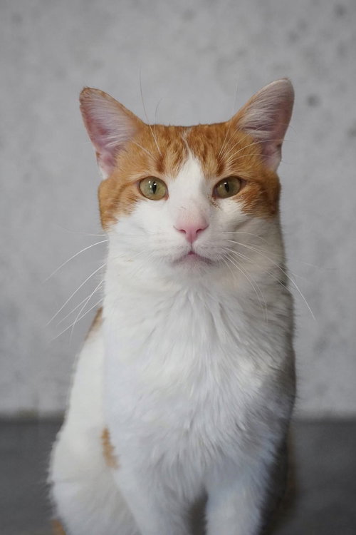 Butterscotch, an adoptable Domestic Short Hair in Champaign, IL