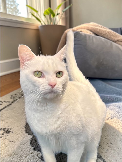 picture of the cat needing adoption
