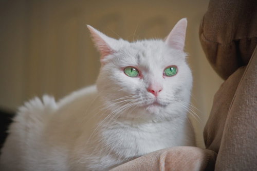 Harley, an adoptable Domestic Short Hair in Champaign, IL