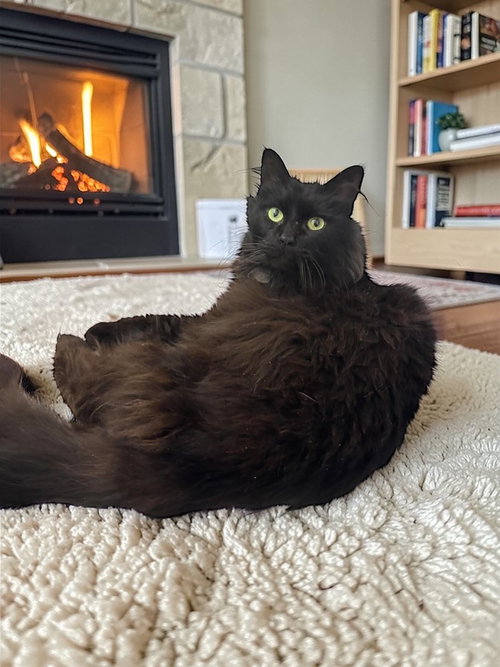 POMPOM - Domestic Long Hair available for adoption