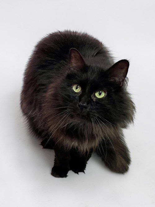 Photo 4 of PomPom