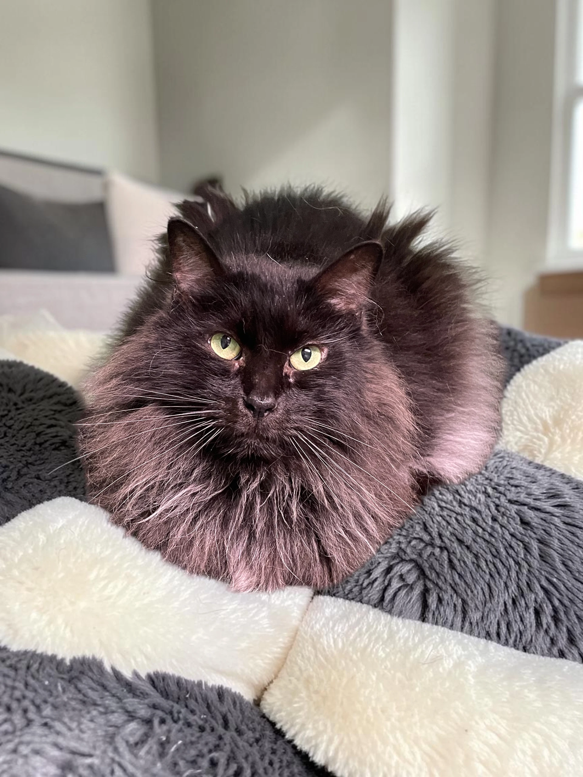 Pompom