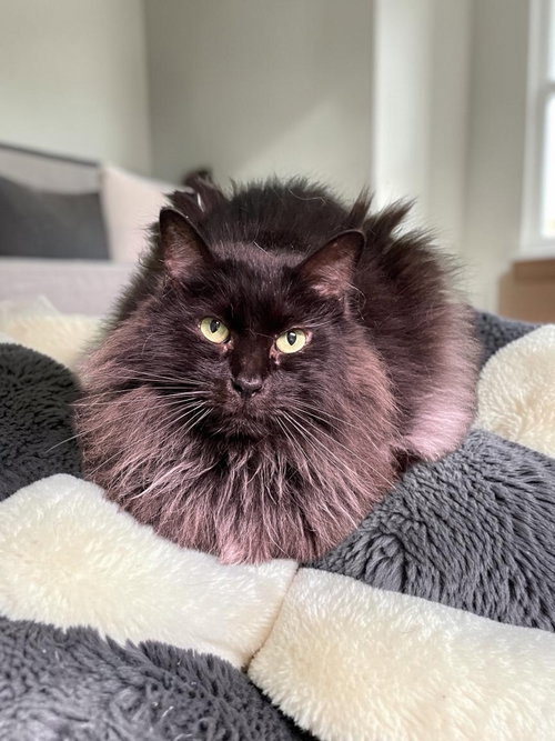 PomPom, a cat for adoption from Champaign Area Trap Spay Neuter and Adoption Program