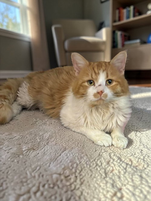 Eggyolk, an adoptable Domestic Medium Hair in Champaign, IL