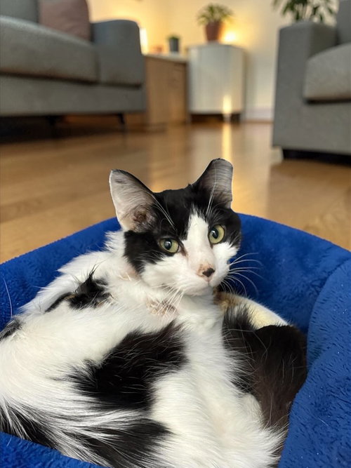 Patches, an adoptable Domestic Medium Hair in Champaign, IL
