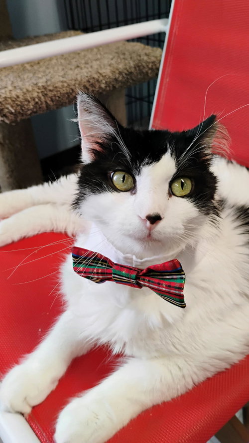 Patches, an adoptable Domestic Medium Hair in Champaign, IL