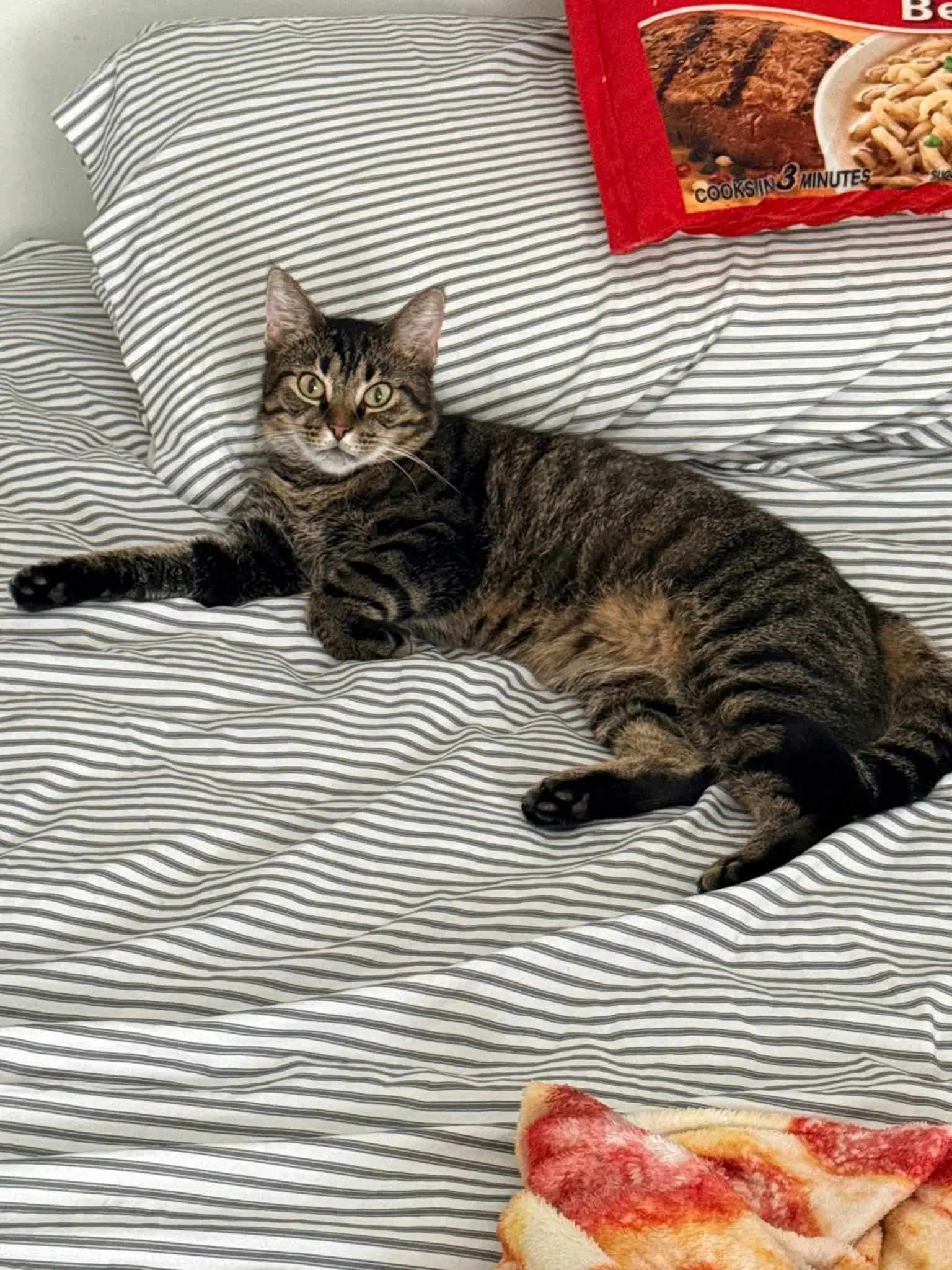 Squeak - Domestic Short Hair