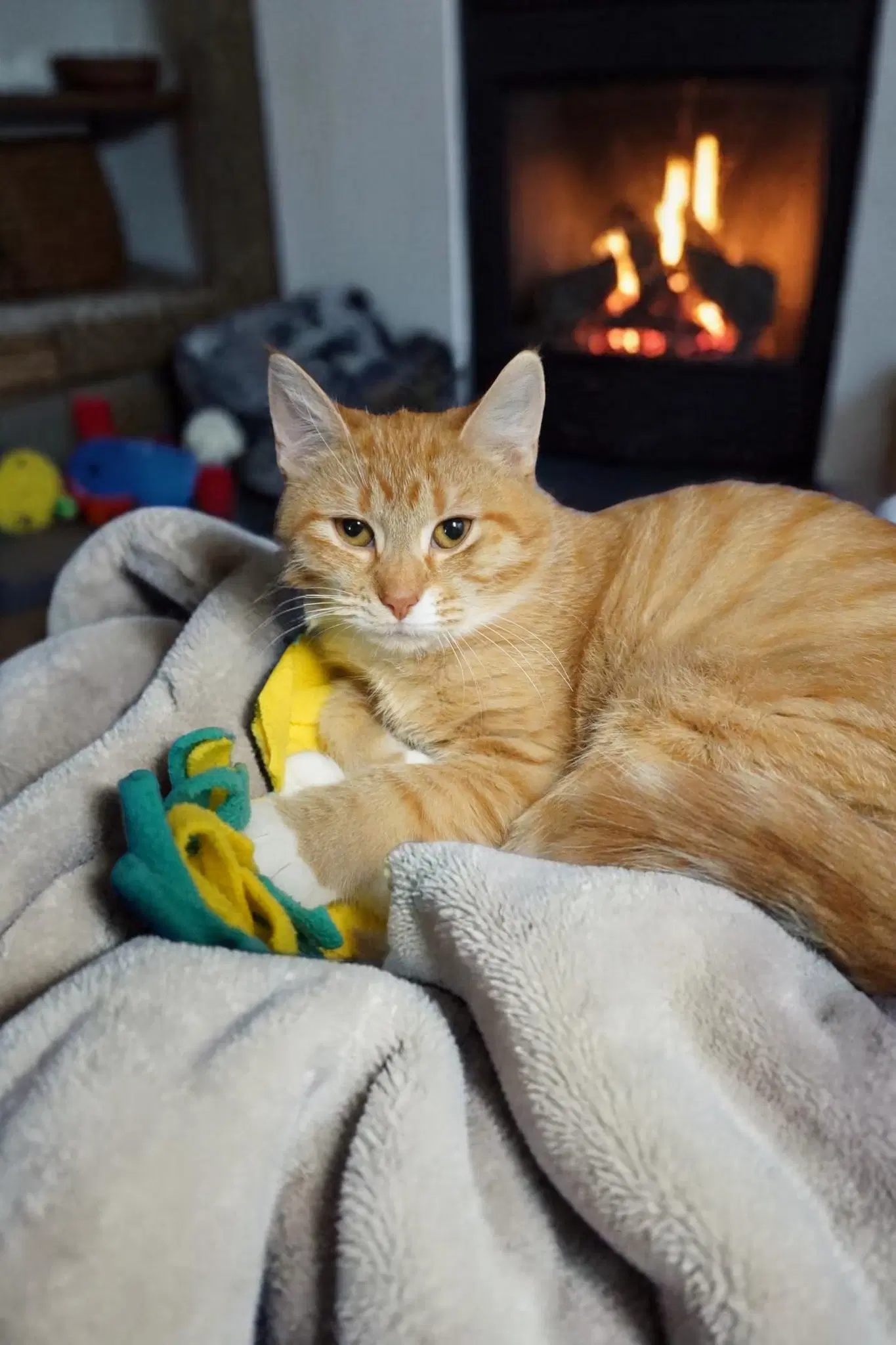 Blossom - Domestic Short Hair