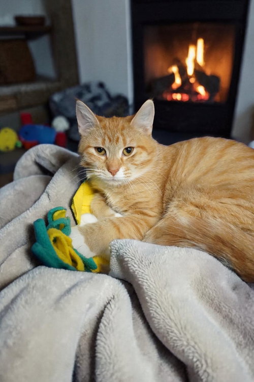 Blossom, an adoptable Domestic Short Hair in Champaign, IL