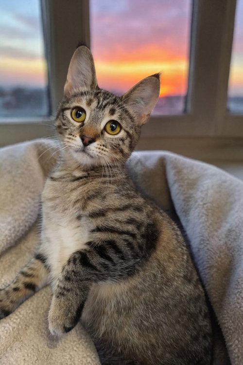 Bubbles, an adoptable Domestic Short Hair in Champaign, IL