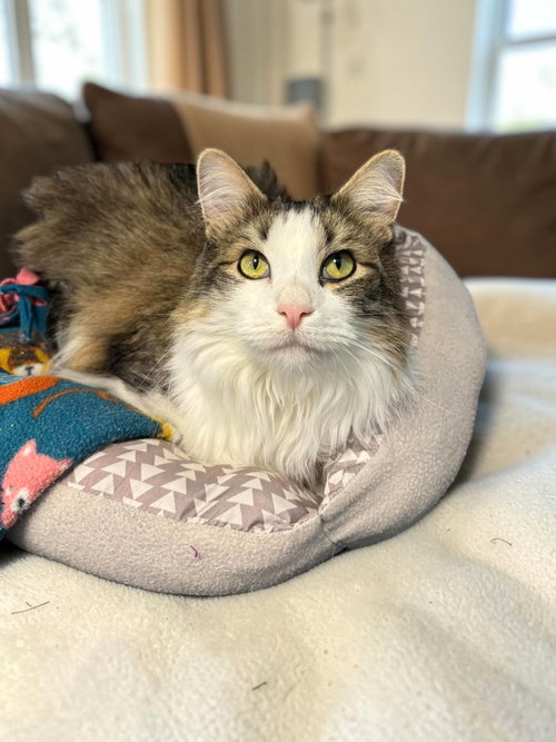 Aspen, an adoptable Domestic Long Hair in Champaign, IL