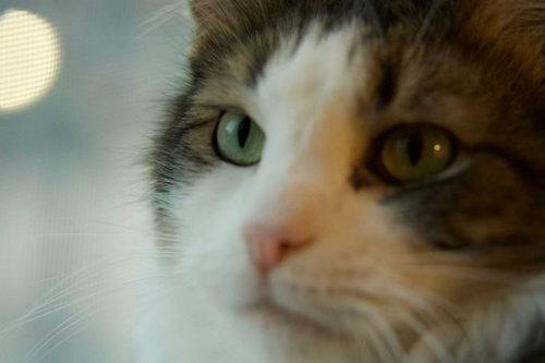 picture of the cat needing adoption
