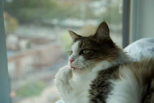 Photo 4 of Aspen