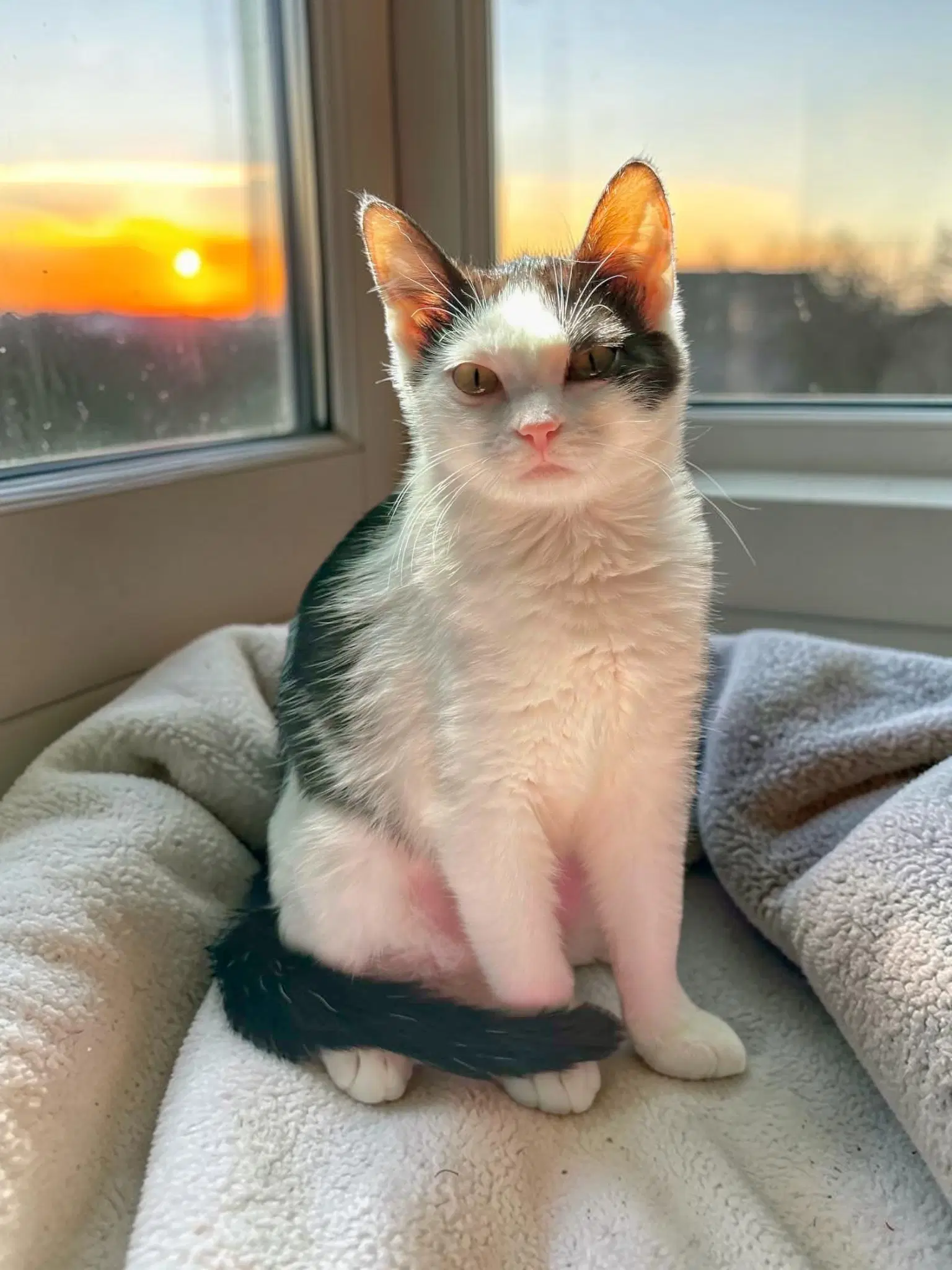 Nebula - Domestic Short Hair