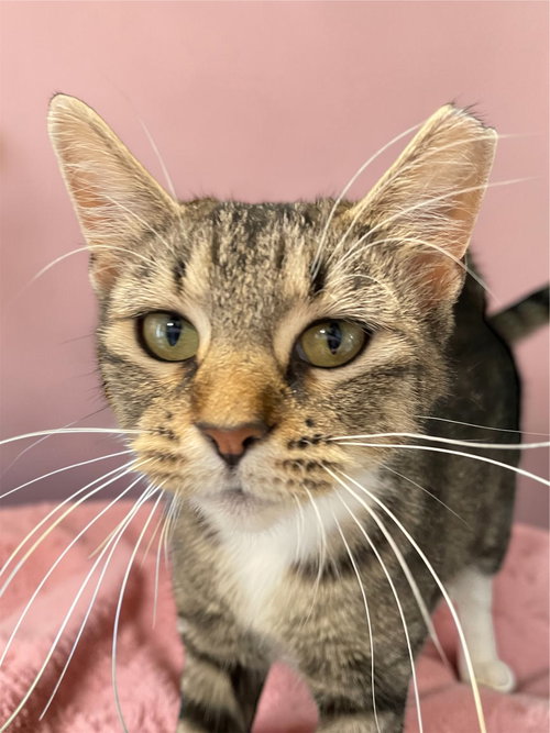 Brandy, an adoptable Domestic Short Hair in Champaign, IL