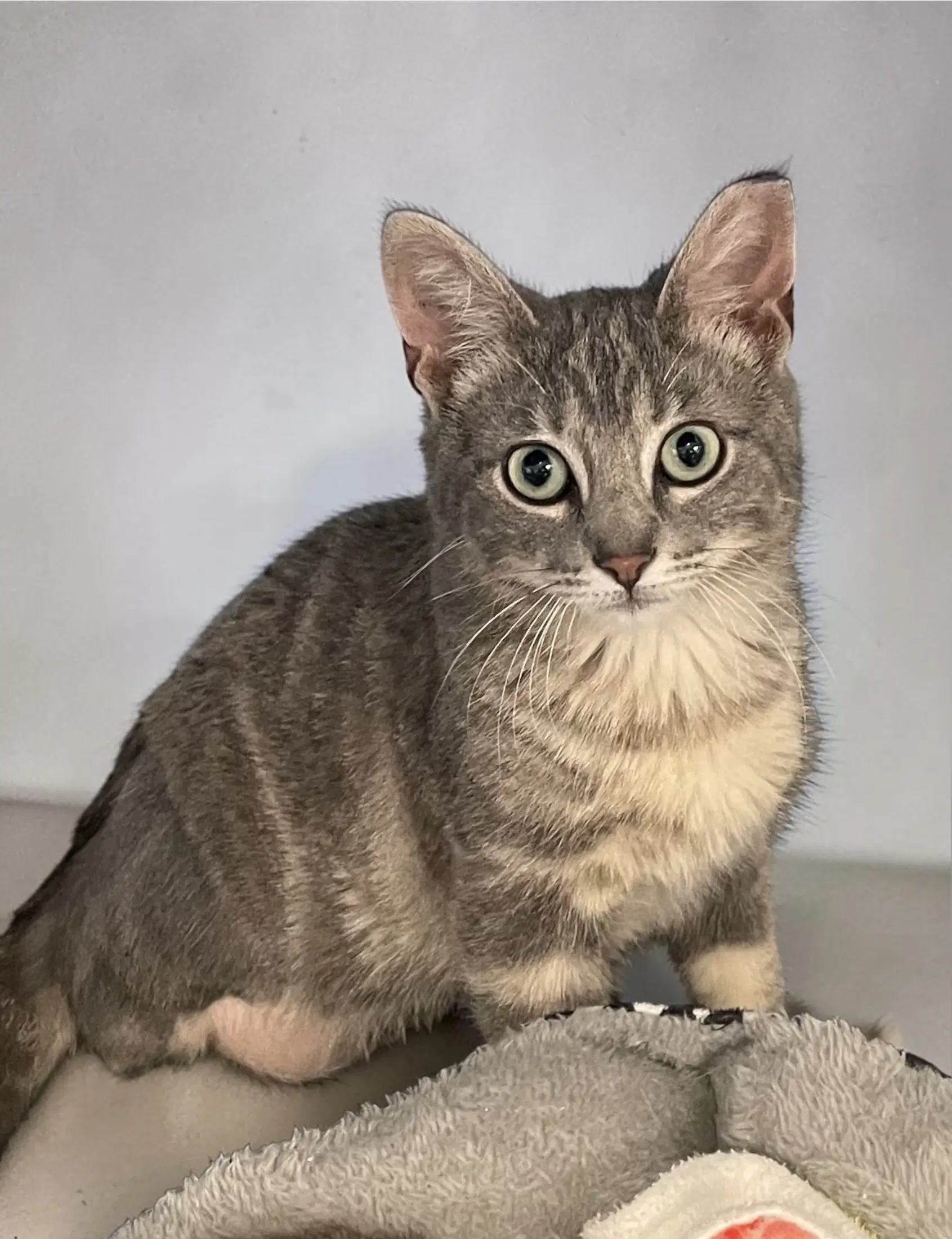 Ollie - Domestic Short Hair
