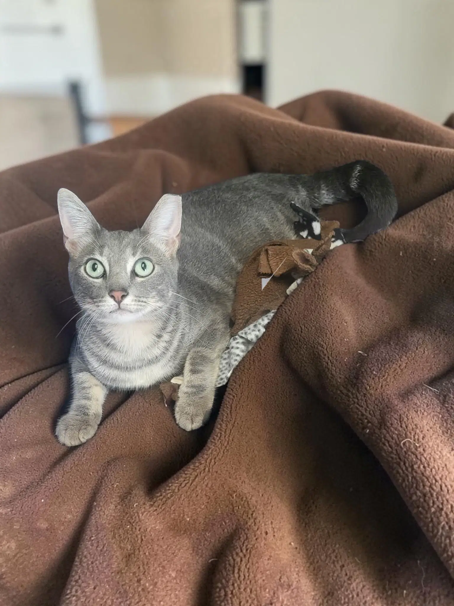 Ollie - Domestic Short Hair