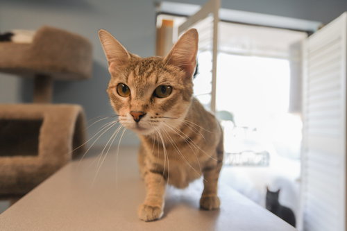 Tabitha, an adoptable Domestic Short Hair in Champaign, IL