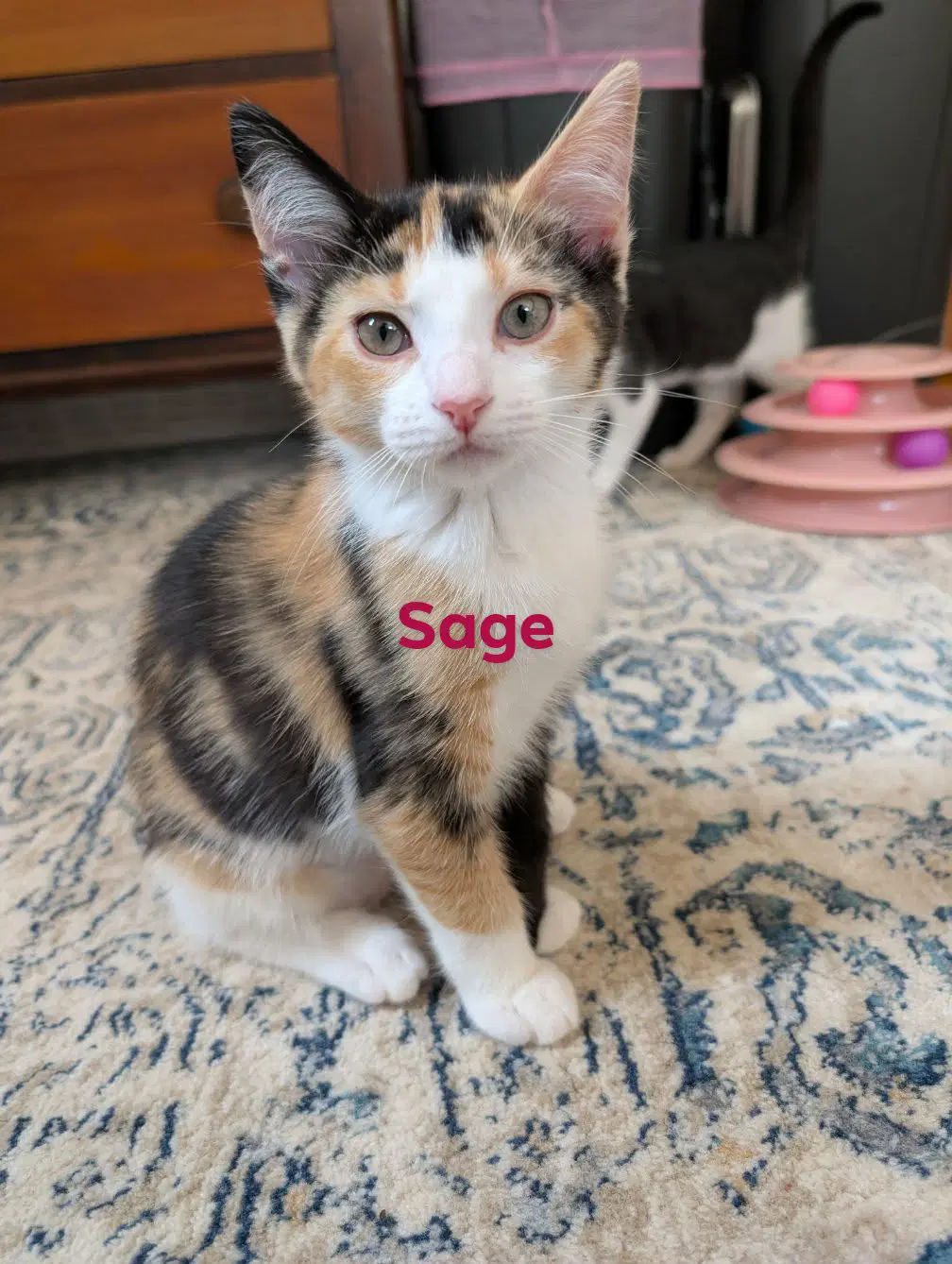 Sage - Domestic Short Hair